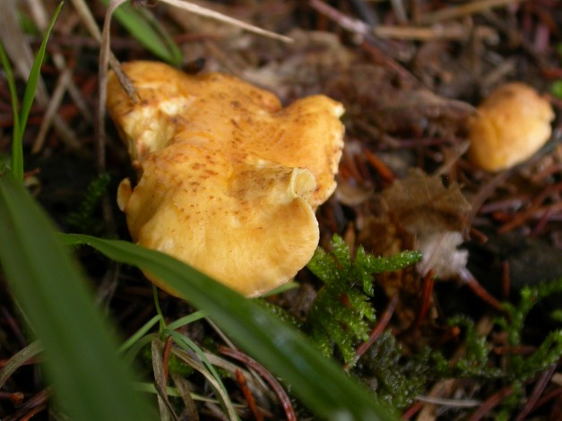 Chanterelle